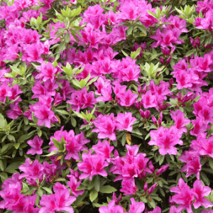 landscapers in woodstock ga - The Best Landscaping Plants For Georgia's Climate and Conditions - a pink azalea shrub in bloom