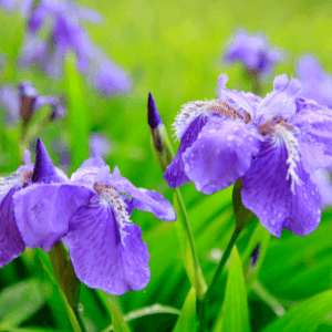 landscapers in woodstock ga - The Best Landscaping Plants For Georgia's Climate and Conditions - blue irises planted en masse