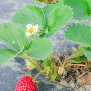 Woodstock landscape supplies - The Benefits of Mulch for Garden Beds - a fruited strawberry plant mulched with a plastic landscape film