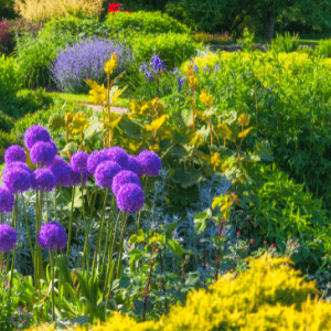 garden design woodstock - Landscaping in Woodstock, GA - Factors to Consider When Designing Your Garden - a garden with alliums and lavender in bloom