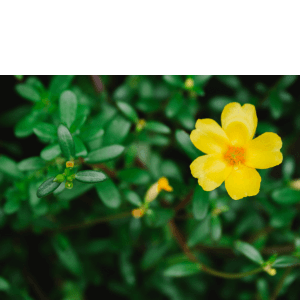 landscaping woodstock ga - Natural Ways to Manage Weeds in the Garden - purslane with its yellow flower and buds