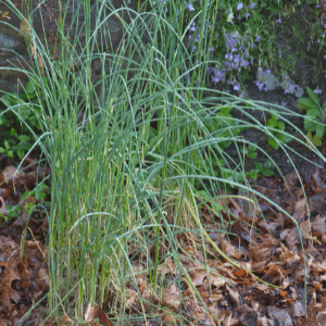 landscaping woodstock ga - Natural Ways to Manage Weeds in the Garden - wild onion in the yard