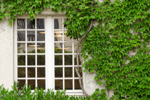 landscape design woodstock ga - an example of a green wall using a climbing vine with the home's french doors visible