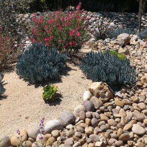 landscape design woodstock ga - an example of xeriscaping