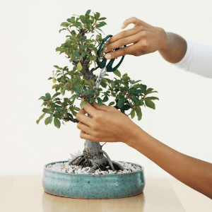 bonsai landscaping woodstock ga